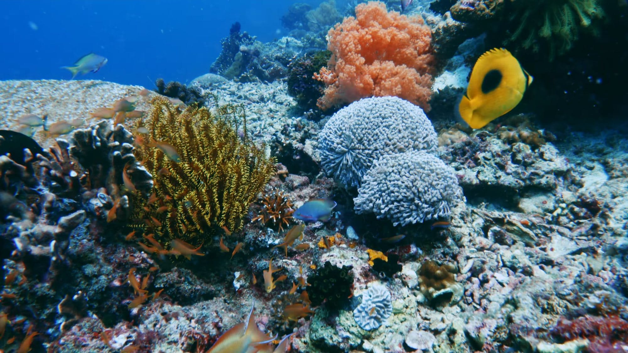 A coral reef with a yellow butterflyfish, orange soft coral and a cloud of small fish
