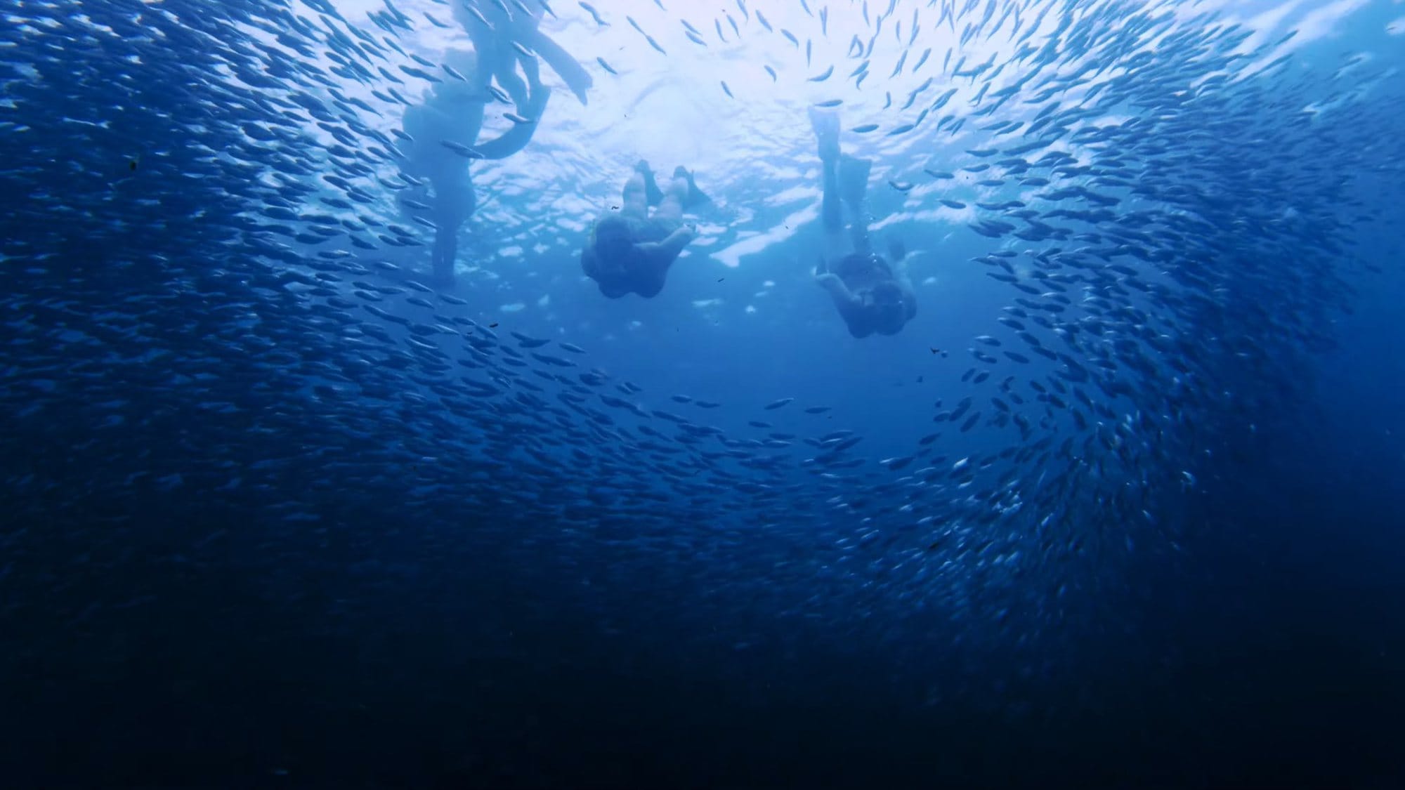 Three snorkellers in the middle of a swirling ball of sardines, seen from below