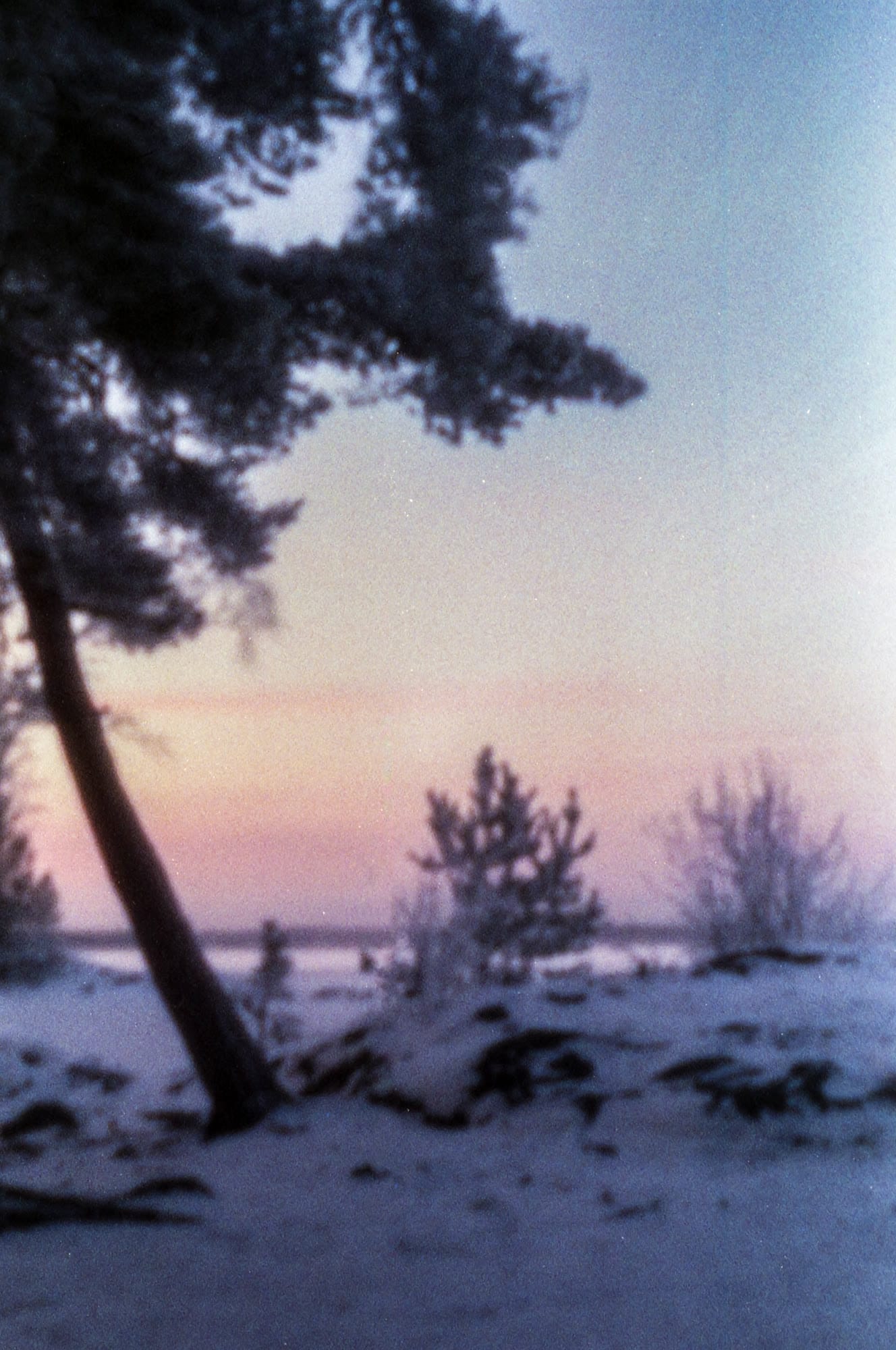 A pine leaning over a snowy shore at dusk, soft and pink, on film
